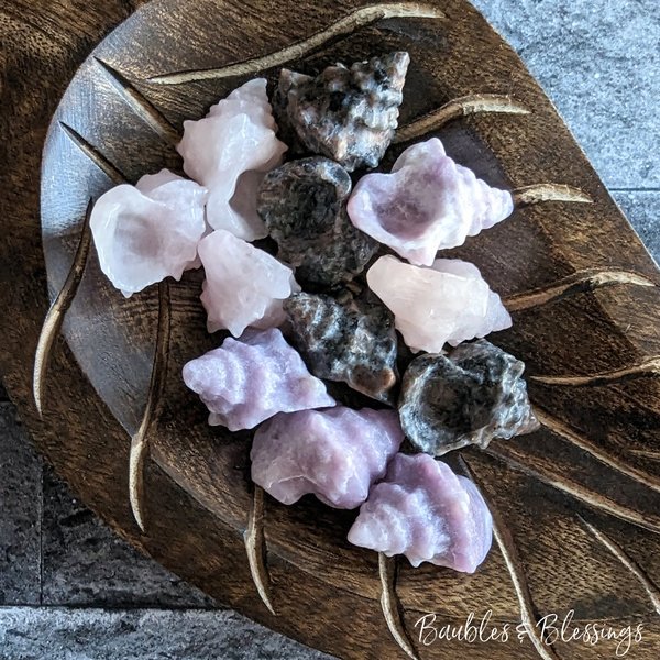 Seashells: Choose Your Stone